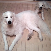 �ԥ�͡������� ���� �֤�����ƻ���� ��4����5����6