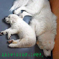 �ԥ�͡������� ���� �֤����Ȥ椦�������ܤä����������״�4