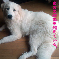 �ԥ�͡������� ���� �֤�����������Ķ���Ƥ��롣�״�7