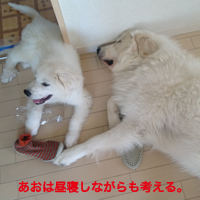 �ԥ�͡������� ���� �֤������뿲���ʤ����ͤ��롣�״�6